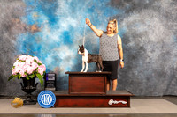 Boston Terrier #33 WED WD Judge Gloria Kerr *R*
