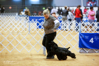 Spaniels Cocker Black Sat Ring