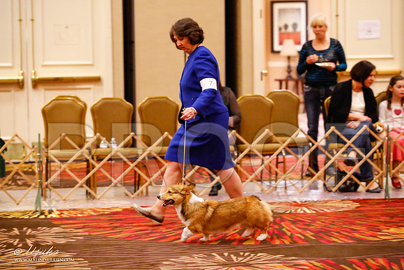 _JJ_8405-HstnCorgiFeb2015-HR3