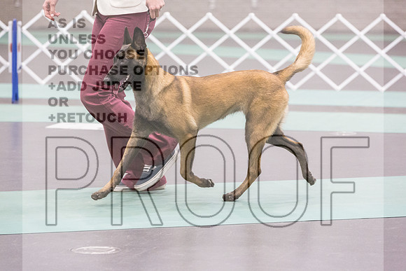 Belgian Malinois Rings Fri Ring 1_JJL_5990_UKCLNGVIEWOCT2024_2024_HR3