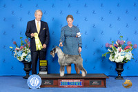 Schnauzer Standard #70 SUN G3 Judge James Moses
