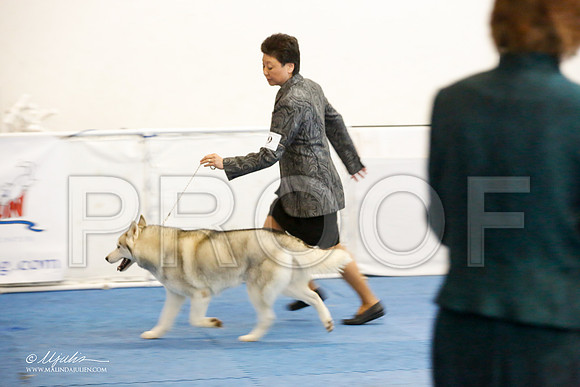 _M3_9241-AddisonHuskyMar2015-HR3