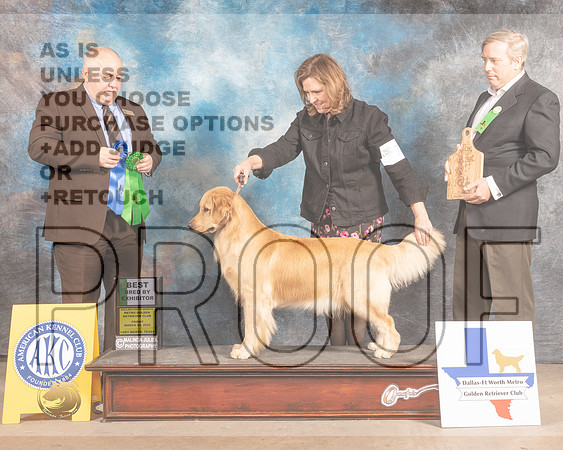 Golden Retriever #78 Fri BBX Judge Gordon Hayburn-MMJ_7515-FW2022-HR3