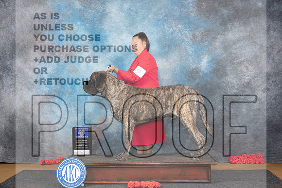 Mastiff #9 Sat WDBOS Judge Beth Downey__JP_0040_Sulphur Springs_2024_HR3
