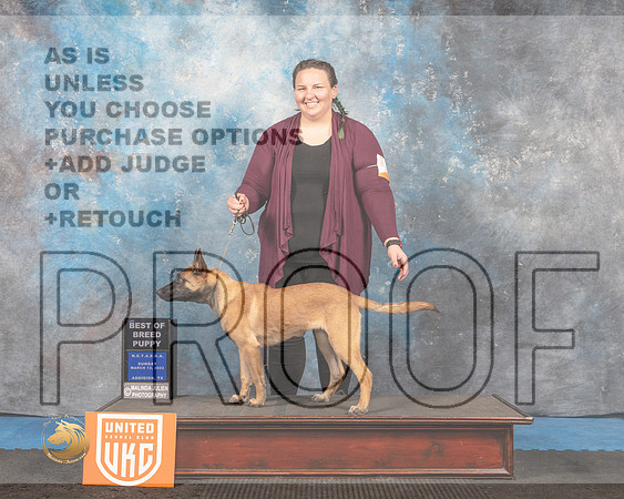 Belgian Malinois #296 Sun BOBP Judge David Arthur_MMJ_6775_Addison2022_HR3