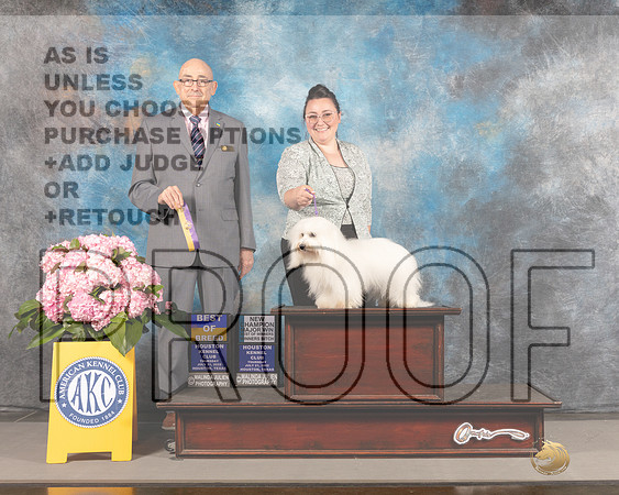 Coton de Tulear #6 THUR WB BOW BOB NCH Major Judge Joe Walton-_MJ_3804e_Hstn2022-HR3