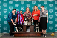 Alaskan Klee Kai Wed Stud Judge Brenda Landers