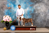 Bull Terrier Colored #19 SAT BOB OHBOB Judge Debra Guerrero