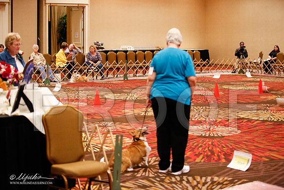 _JJ_7688-HstnCorgiFeb2015-HR3