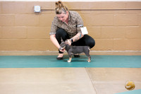 Teddy Roosevelt Terrier #? Ringside Sat