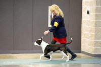 American Pit Bull Terrier Sat S2