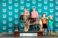 Caucasionn Ovcharka #1150 Fri G2 Judge Deb Allen