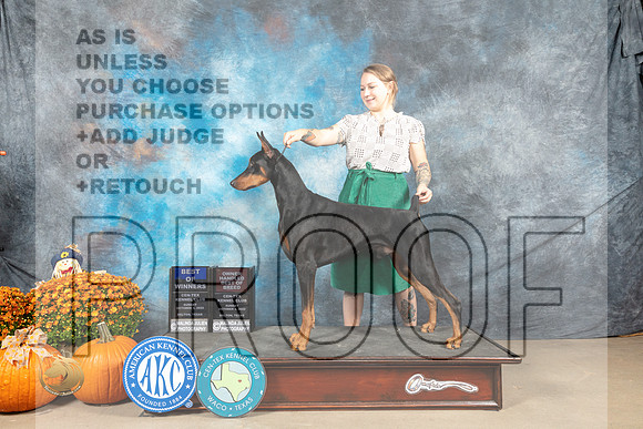 Doberman Pinscher #5 Sun WBOHBOB Judge Donnelle Richards_MJ_6501_Belton_2022_HR3