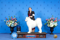 Samoyed #19 SUN BOW Judge Ronald Freeman