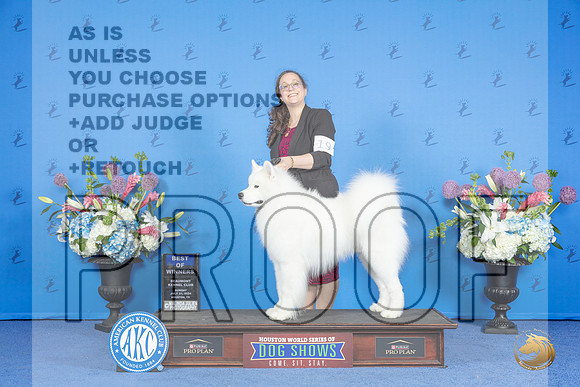 Samoyed #19 SUN BOW Judge Ronald Freeman__JP_0620_Houston_2024_HR3