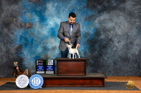 Chihuahua Smooth #12 Fri WBBOSBBY Judge Suzane Dillin
