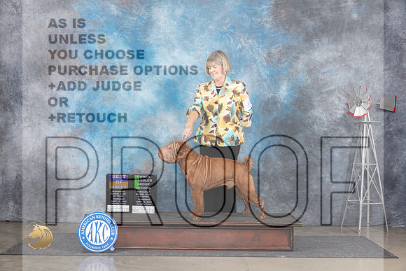 Shar Pei #5 Thurs BOBOHG2 Judge Pat Trotter__JP_4980_Amarillo_2024_HR3