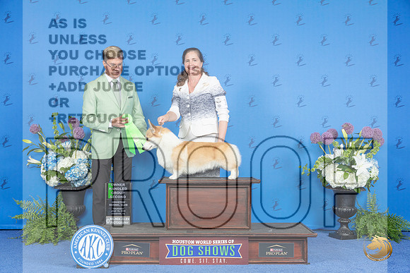 Pembroke Welsh Corgi #19 THUR OHG2 Judge Douglas Johnson__JP_8394_Houston_2024_HR3