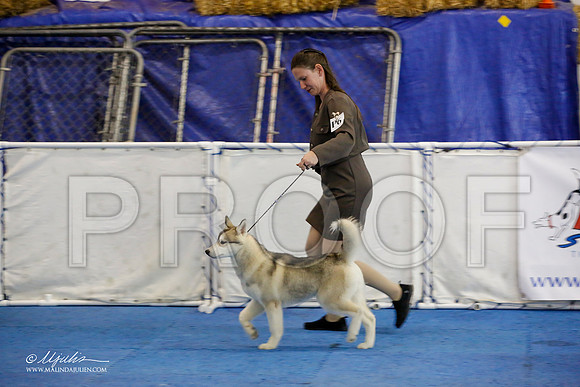 _M3_9329-AddisonHuskyMar2015-HR3