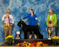 Giant Schnauzers #8 Sat BiSS Reed Chris Holly Maryann Bisceglia Mike Reese Agent Alfonso Escobedo Judge Mr Richard J Lewis