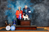 Chihuahua Long Coat #15 Fri BOW Judge Suzane Dillin