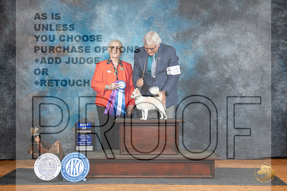 Chihuahua Long Coat #15 Fri BOW Judge Suzane Dillin__JP_7192_MARSHALL_2024_HR3