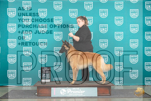 Belgian Shepherd Dog Tervuren #1250 Fri BOWCH Judge Stan Matsumoto__JP_1640_Premier_2024_HR3