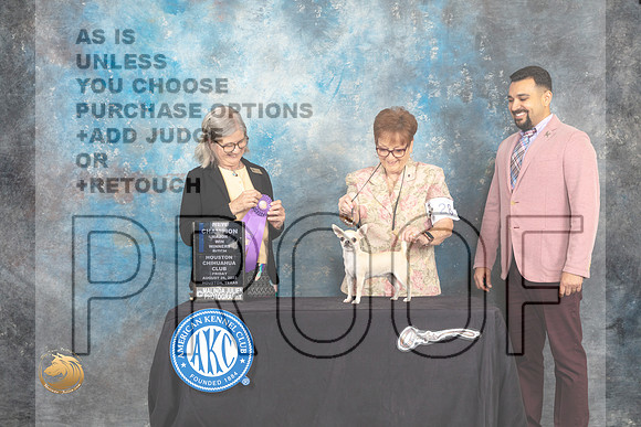 Chihuahua Smooth Coat #28 Fri1 WBNCh Judge Carol Pyrkosz_MJ_9610_HstnTOY_2022_HR3