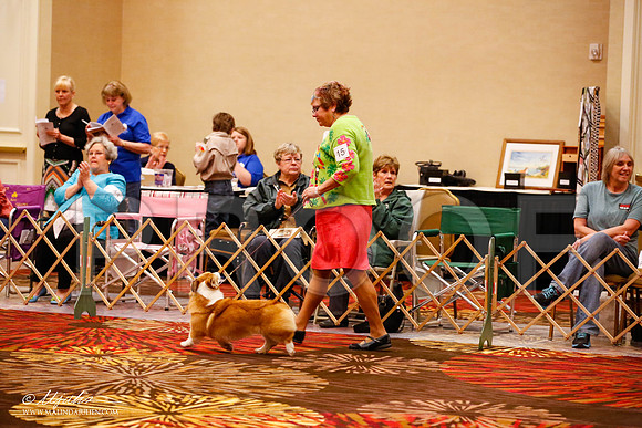 _JJ_8856-HstnCorgiFeb2015-HR3