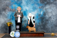 Norwich Terrier #10 Sun G4 Judge Vicki Abbott