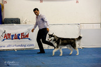 Sweeps Best Puppy in Sweeps Rings
