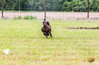 Poodle Std Misty Sat 3