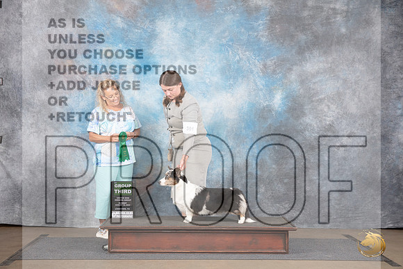 Cardigan Welsh Corgi #391 Sun G3 Judge Chandra Martin__JP_2896_LongviewTX_2024_HR3