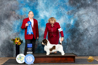 PBGV #6 Sun G1 Judge Dr Don Gill