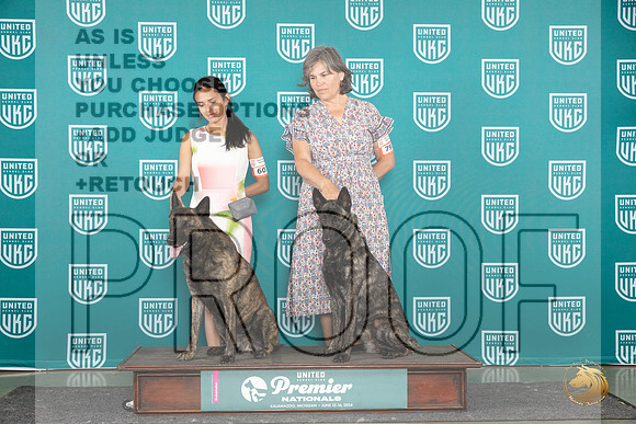 Dutch Shepherd #793 Sun BP Judge Carianna Glenn__JP_2943_Premier_2024_HR3