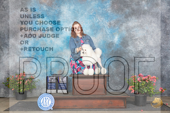 Poodle Miniature #18 Sat WBBOWBOV Judge Karen McFarlane__JP_4908_San Antonio_2024_HR3