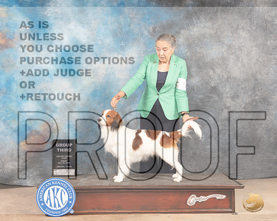 Kooikerhondje #5 Fri G3 Judge Gloria Kerr-MMJ_3319-Addison2022-HR3