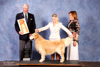 Golden Retriever #51 AOM +A1