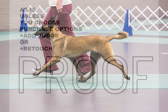 Belgian Malinois Rings Fri Ring 1_JJL_5997_UKCLNGVIEWOCT2024_2024_HR3