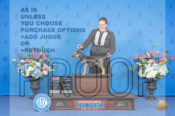 Border Terrier #8 SUN WB NC M Judge Debbie Freeman__JP_0578_Houston_2024_HR3
