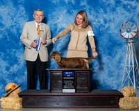 Dachshunds #7 Sat BOW Mi Mandy Ssildine Judge Mr Terry Stacy