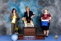 Beagle 13 #12 WED G3 Judge Barbara Scherer