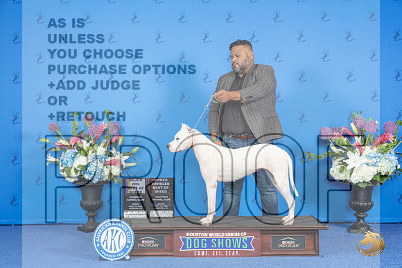 Dogo Argentino #8 FRI BOB OHBOB M Judge Douglas Johnson__JP_9446_Houston_2024_HR3