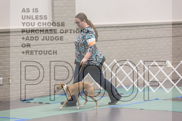 Italian Greyhound Sat Ring_JJL_0734_UKCLNGVIEWOCT2024_2024_HR3