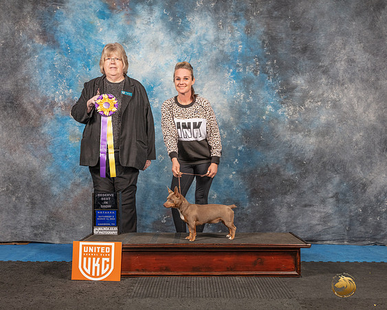 Teddy Roosevelt Terrier #249 Sat2 RBIS Judge Pam Moore-MMJ_6667e-HR3