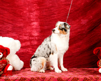 Australian Shepherd Sun Kimberly Cecil