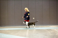 Terrier Group Sat S2