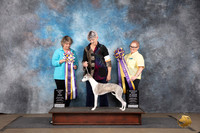 Whippet #248 Sat RBIS and BIS Judge Brenda and Jeniffer Landers