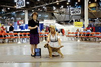 Border Terrier #7 Wed NC Maj BOW Wolf JoAnn F & Suzanne Sebbins Agent Jorge Olivera Judge Louise Leone