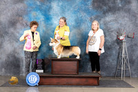 Pembroke Welsh Corgi #15 OHG1 Judge Pat Trotter